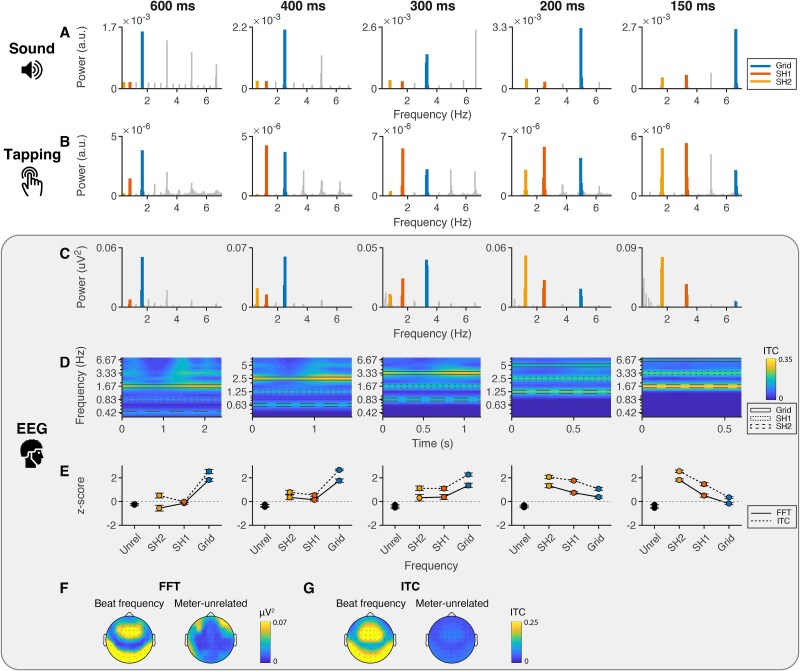 Tempo-dependent selective enhancement of neural responses at the beat frequency can be mimicked by both an oscillator and an evoked model.