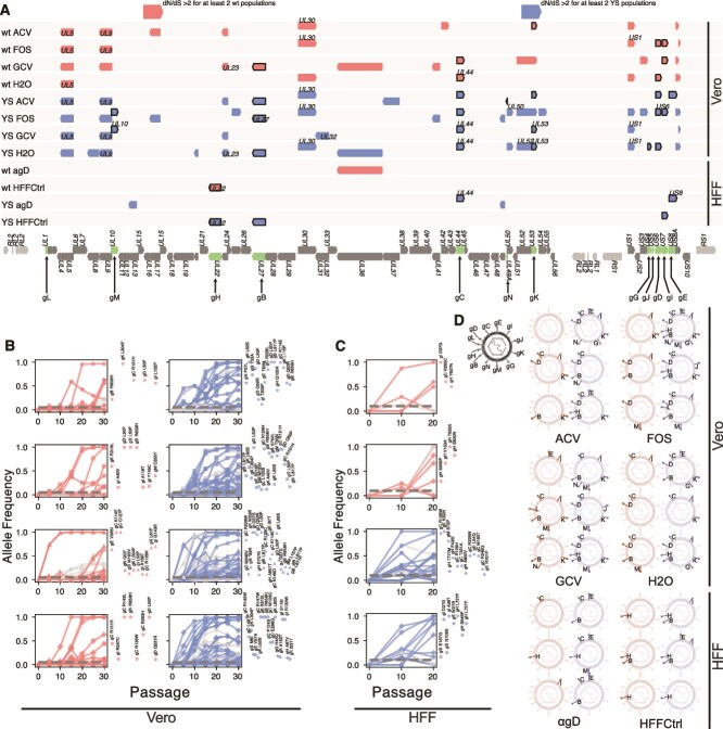 Rapid glycoprotein evolution enables variant interactions in herpes simplex virus type 1.