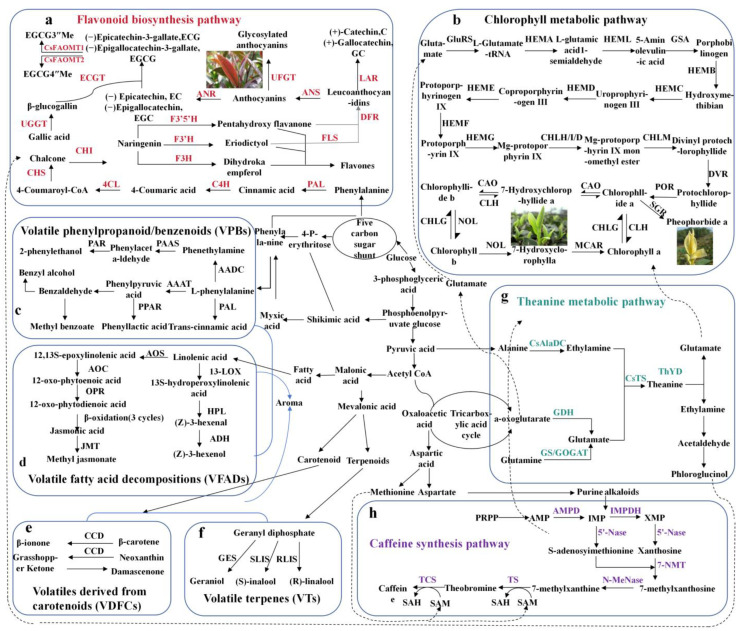 Influencing Factors and Regulatory Mechanisms of Fresh Tea Leaf Quality: A Review.