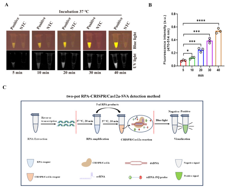 Rapid Visual Detection of Senecavirus A Based on RPA-CRISPR/Cas12a System with Canonical or Suboptimal PAM.