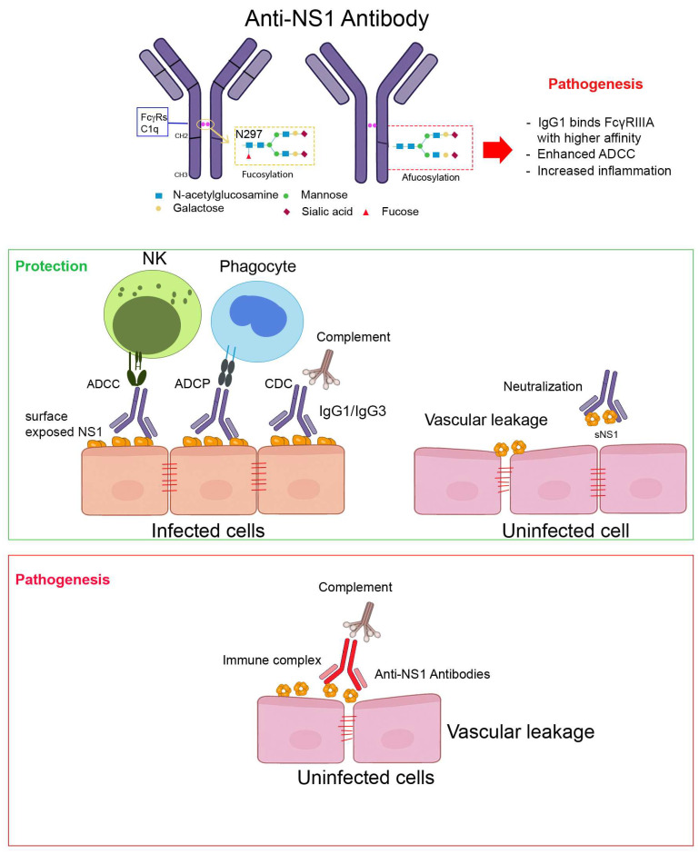 Fc-Mediated Effector Functions of Anti-NS1 Antibodies in Dengue.