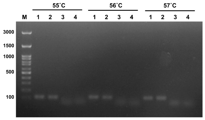 Development of Reverse Transcriptase Recombinase Polymerase Amplification Combined with Lateral Flow Dipstick for Rapid Detection of Tilapia Lake Virus (TiLV): Pilot Study.