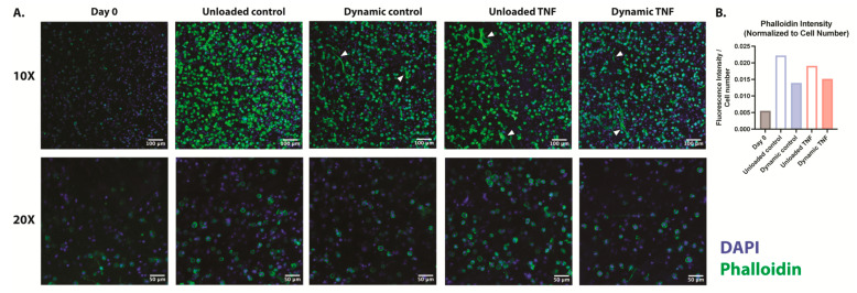 Exploring Mechanotransduction and Inflammation in Human Cartilaginous Endplate Cells in Blended Collagen-Agarose Hydrogels Under Cyclic Compression.