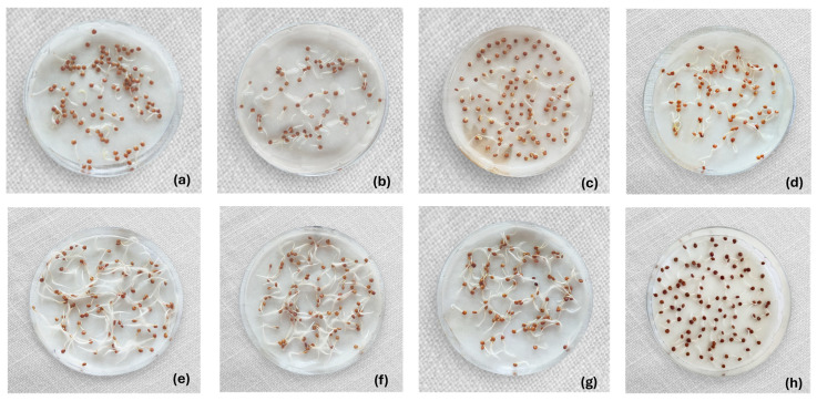 Effect of Different Disinfection Procedures on the Microbiological Quality and Germination Efficacy of Sprouted Quinoa (<i>Chenopodium quinoa</i>) Flour.
