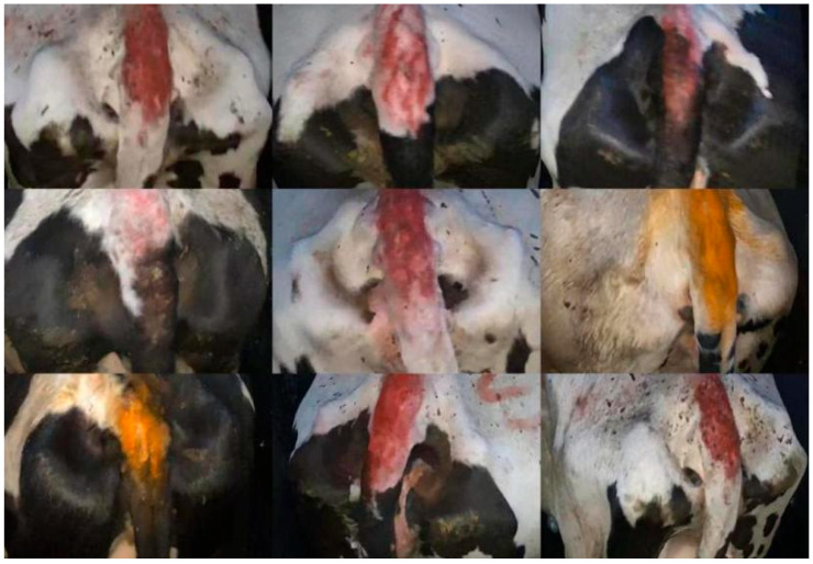 A Novel Lightweight Dairy Cattle Body Condition Scoring Model for Edge Devices Based on Tail Features and Attention Mechanisms.