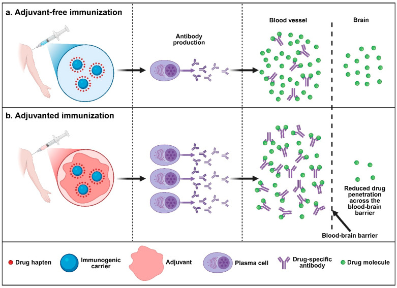 Precision Adjuvant Strategies in Vaccine Development for Substance Use Disorders: Variability and Mechanistic Insights.