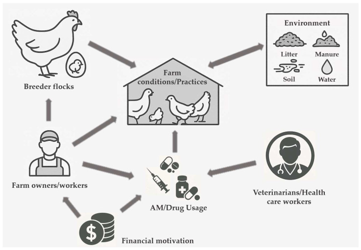 Scoping Review of Factors Affecting Antimicrobial Use and the Spread of Antimicrobial Resistance in the Poultry Production Chain.