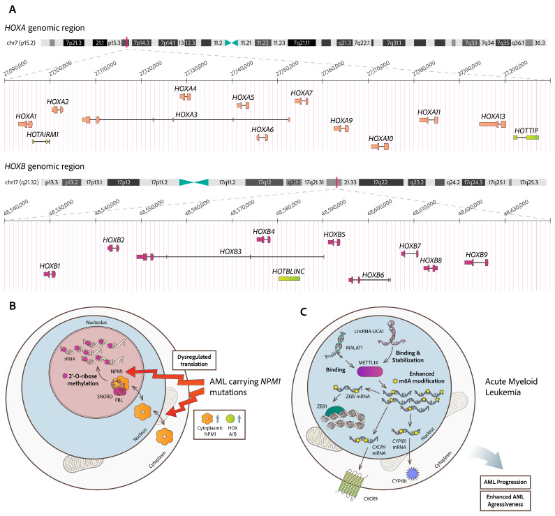 Intracellular Mis-Localization of Modified RNA Molecules and Non-Coding RNAs: Facts from Hematologic Malignancies.