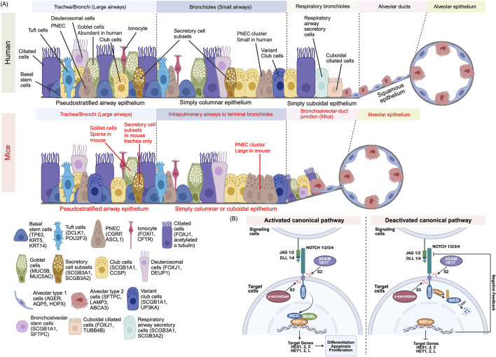 The next frontier in lung development and regeneration research: harnessing iPSC models to illuminate notch signaling pathways.