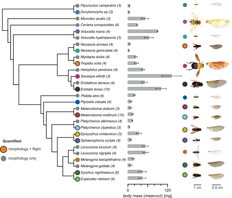 Adaptations in wing morphology rather than wingbeat kinematics enable flight in small hoverfly species.