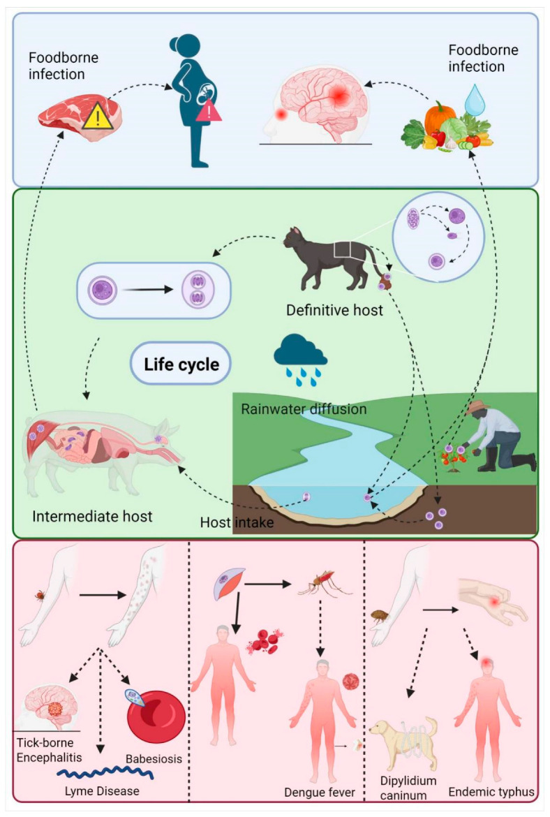 Nanoformulation-Based Transdermal Drug Delivery: A Paradigm Shift in Antiparasitic Therapy for Zoonotic Diseases.
