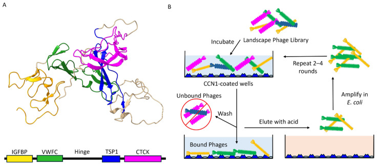 Discovery of Landscape Phage Probes Against Cellular Communication Network Factor 1 (CCN1/Cyr61).