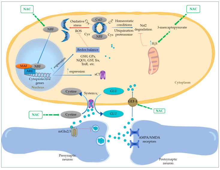 The Central Nervous System Modulatory Activities of N-Acetylcysteine: A Synthesis of Two Decades of Evidence.