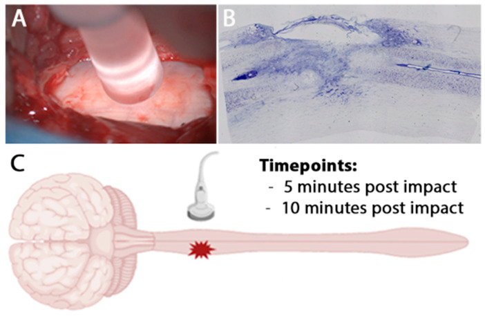 Spinal Cord Injury in Real Time: Intra-Operative Ultrasound for Acute Phase Examination in Non-Human Primates.