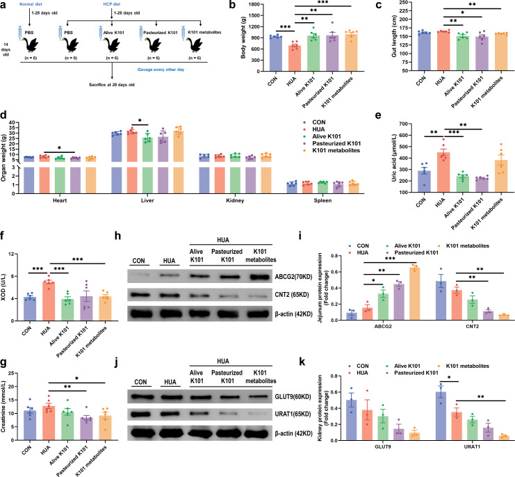 Gut-kidney axis modulation by viable and inactivated <i>Akkermansia muciniphila</i> mitigates avian hyperuricemia through microbial-metabolic crosstalk.