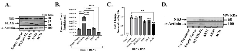 Integrative Mechanistic Studies Identify Reticulon-3 as a Critical Modulator of Infectious Exosome-Driven Dengue Pathogenesis.