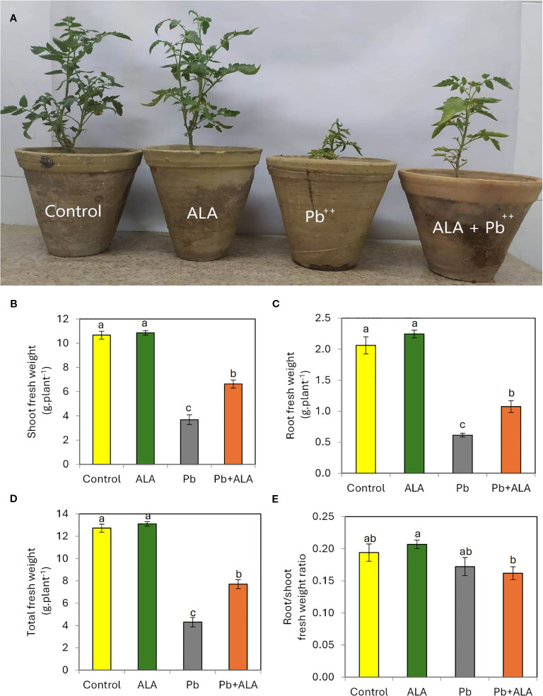 Exogenous α-lipoic acid mitigates lead (Pb) toxicity in tomato seedlings by regulating metabolites, nutrient uptake, antioxidant defense and redox balance maintenance.