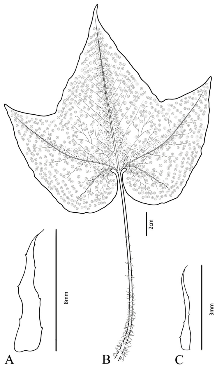 The First Complete Chloroplast Genome Sequence of the <i>Cyrtomium hemionitis</i> Fern.