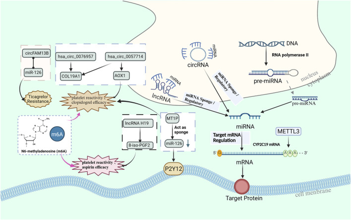Mechanisms and recent advances in non-coding RNAs and RNA modifications in antiplatelet drug resistance.