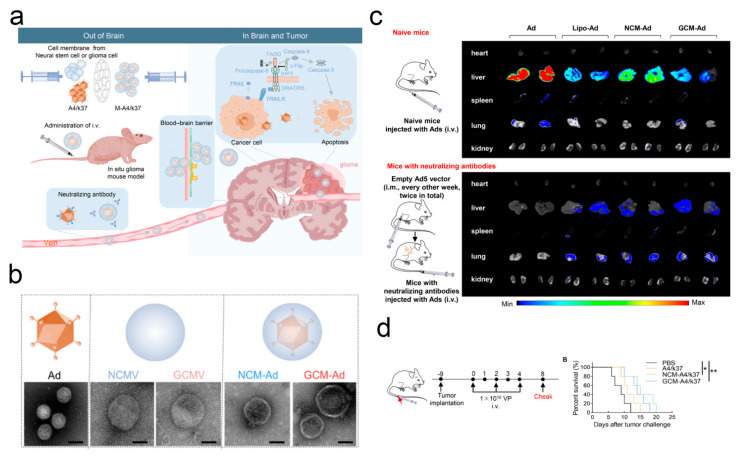 Integrating Microorganism-Based Therapy and Emerging Biotechnology in the Treatment of Intracranial Central Nervous System Diseases.