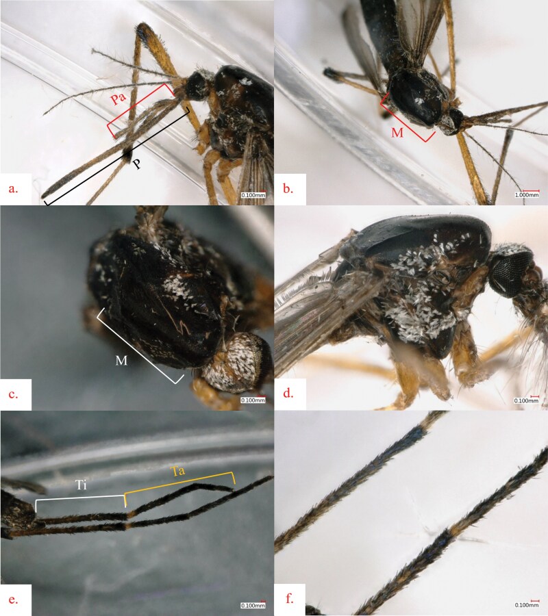 New record of Psorophora howardii (Diptera: Culicidae) in Southern Ontario, Canada.
