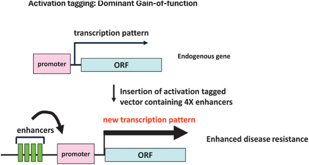CRISPR activation: identifying and using novel genes for plant disease resistance breeding.