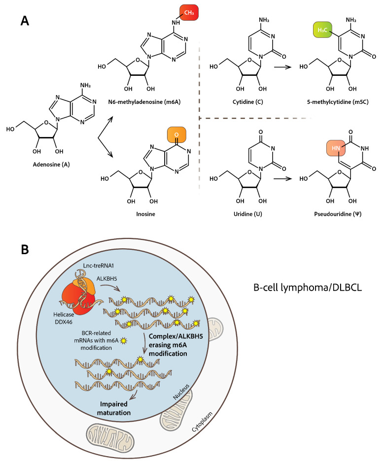 Intracellular Mis-Localization of Modified RNA Molecules and Non-Coding RNAs: Facts from Hematologic Malignancies.