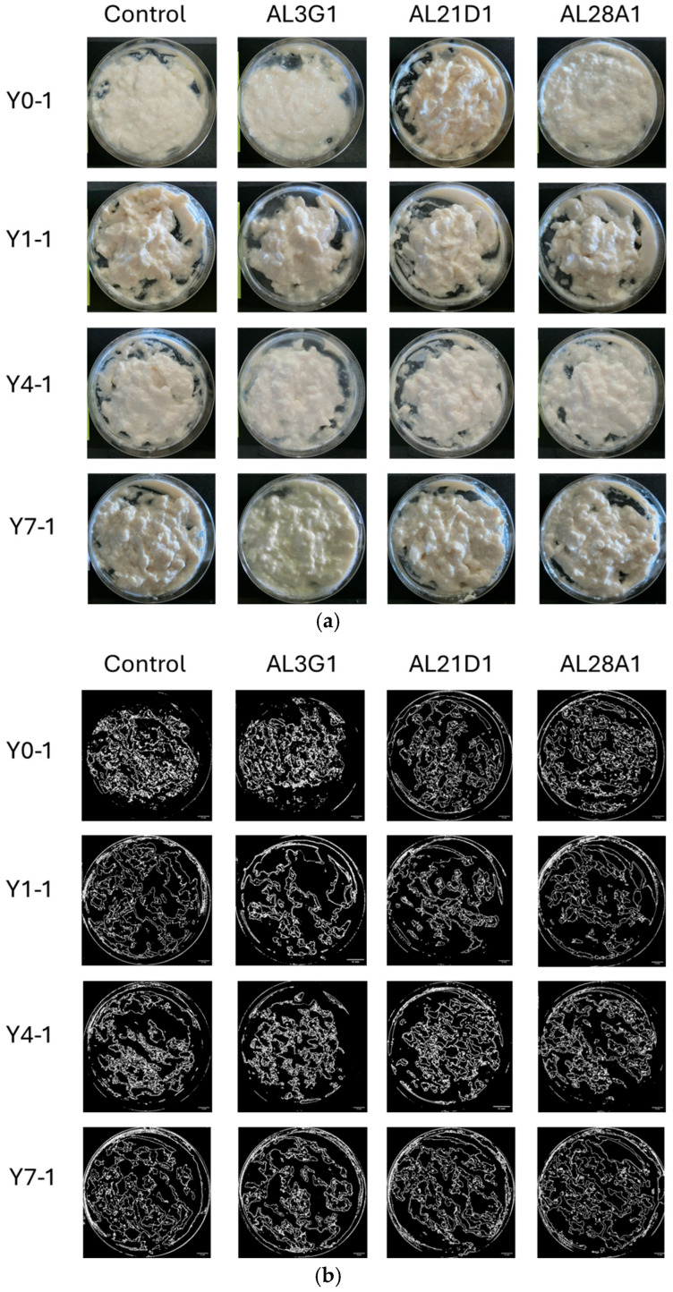 Improvement in Smoothness of Fermented Soymilk Yogurt-Mimic by Effective Use of Applicable Lactic Acid Bacteria Strains.