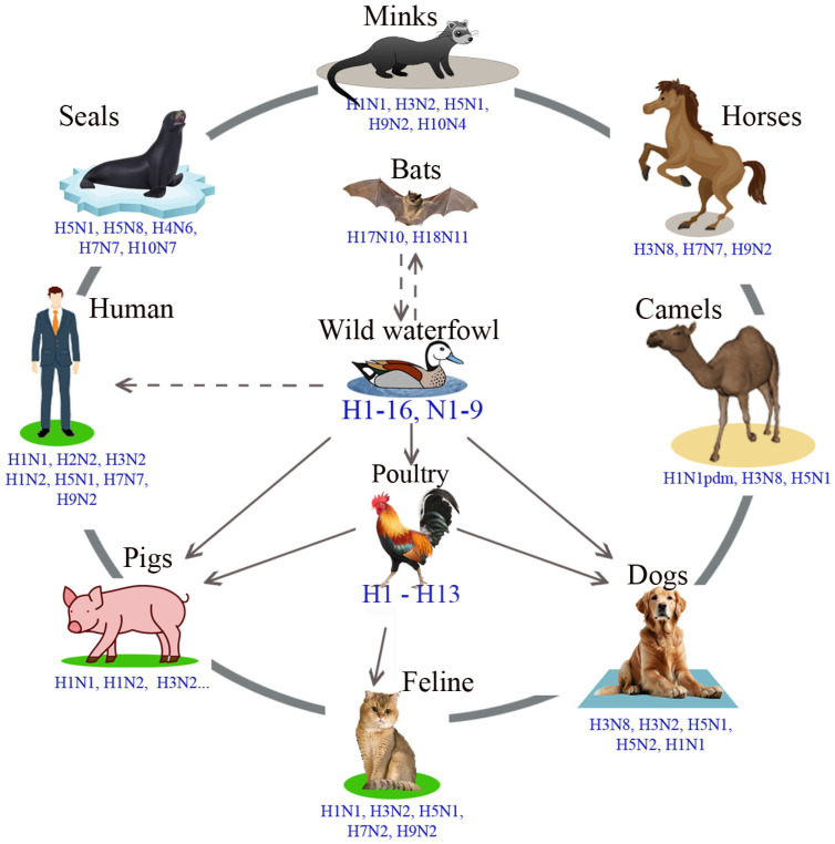 Cases of Interspecies Transmission of Influenza A Virus from Swine to Humans.