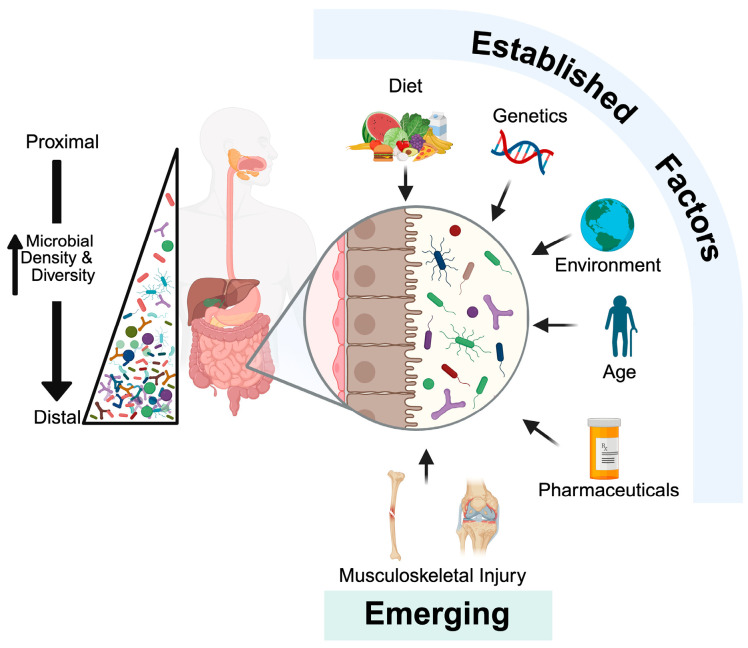 Emerging Roles of the Gut Microbiome in Musculoskeletal Injury and Repair.