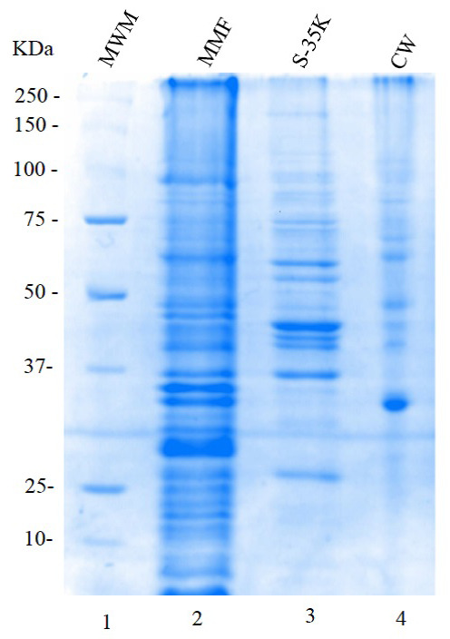 Fractionation and Extraction of Cell Wall Proteins From <i>Candida albicans</i>.