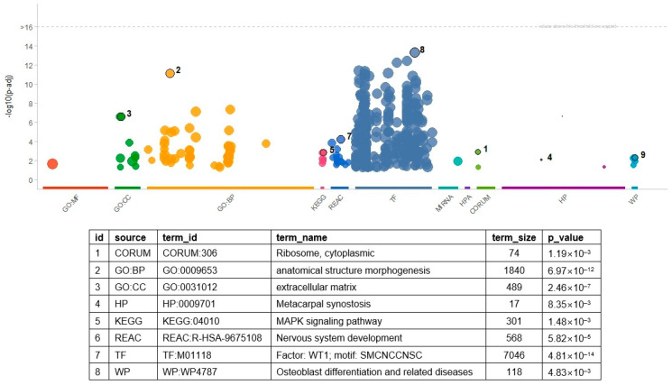 Transcriptomic Profile of Isocitrate Dehydrogenase Mutant Type of Lower-Grade Glioma Reveals Molecular Changes for Prognosis.