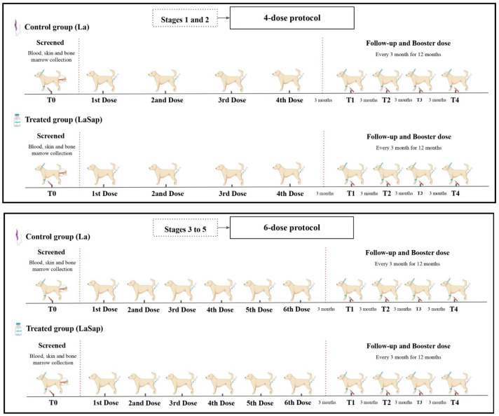 Immunomodulation of Patients with Canine Visceral Leishmaniasis at Different Stages: A 12-Month Follow-Up Study Using LaSap.