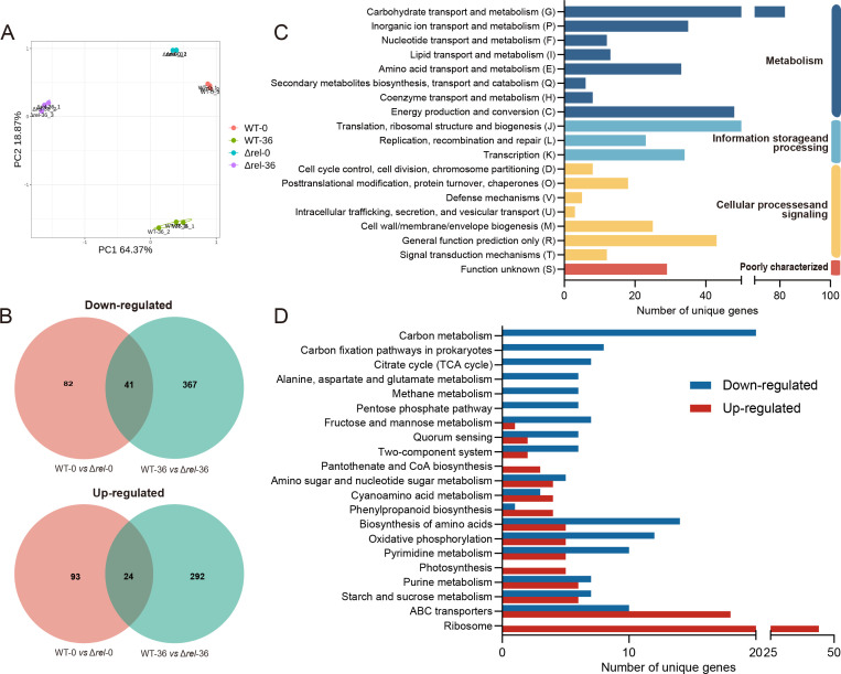 Bacterial alarmone (p)ppGpp mediates the pathogenicity of <i>Clavibacter michiganensis</i> via a dual mechanism that affects both enzyme production and the Tat secretion system.