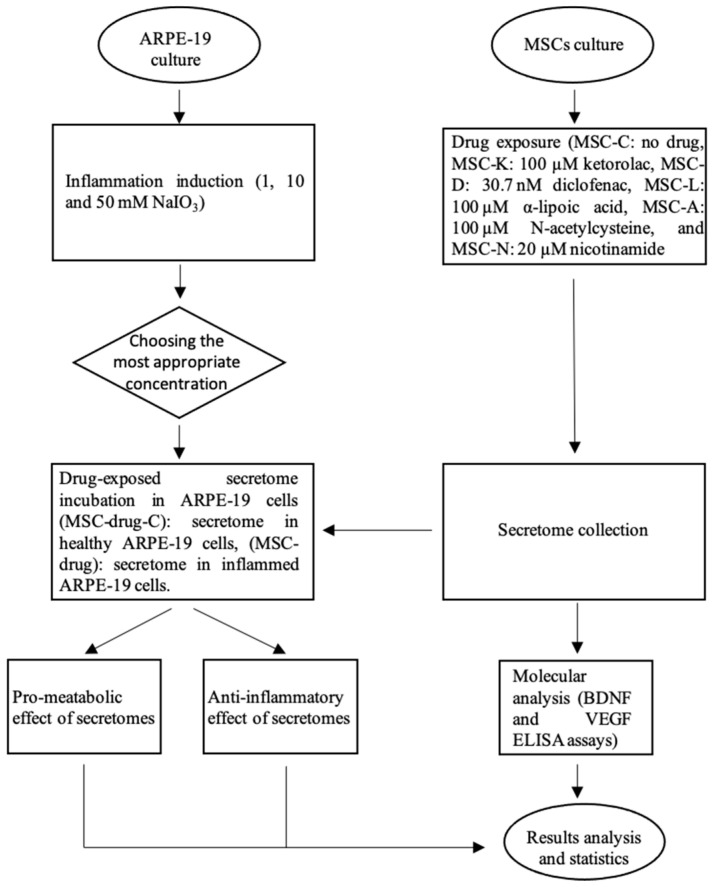 The Preservation of the Therapeutic Efficacy of the Secretome of Adipose Mesenchymal Stem Cells, Produced in the Presence of Antioxidant and Anti-Inflammatory Drugs.