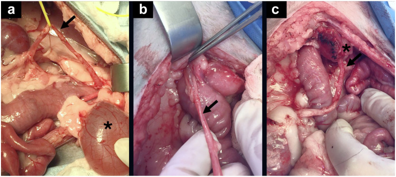 Long-term outcome of ectopic ureter treatment in four female cats.