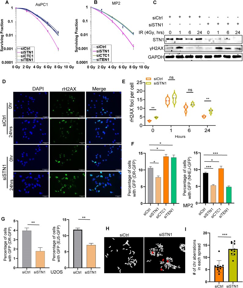 KRAS-induced STN1 (OBFC1) promotes proper CTC1-STN1-TEN1 complex-independent DNA double-strand break repair and cell cycle checkpoint maintenance in pancreatic cancer.