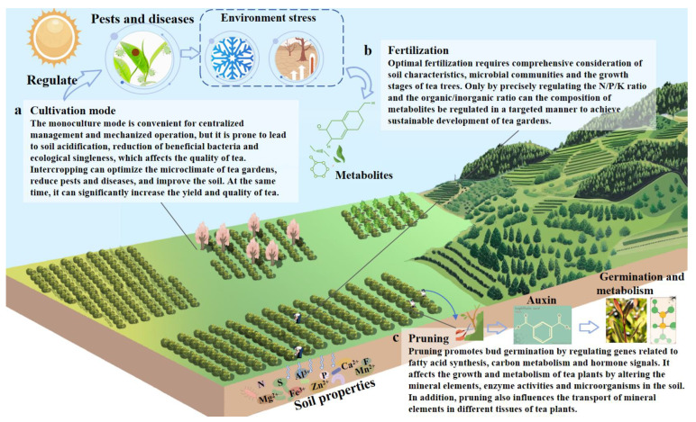 Influencing Factors and Regulatory Mechanisms of Fresh Tea Leaf Quality: A Review.