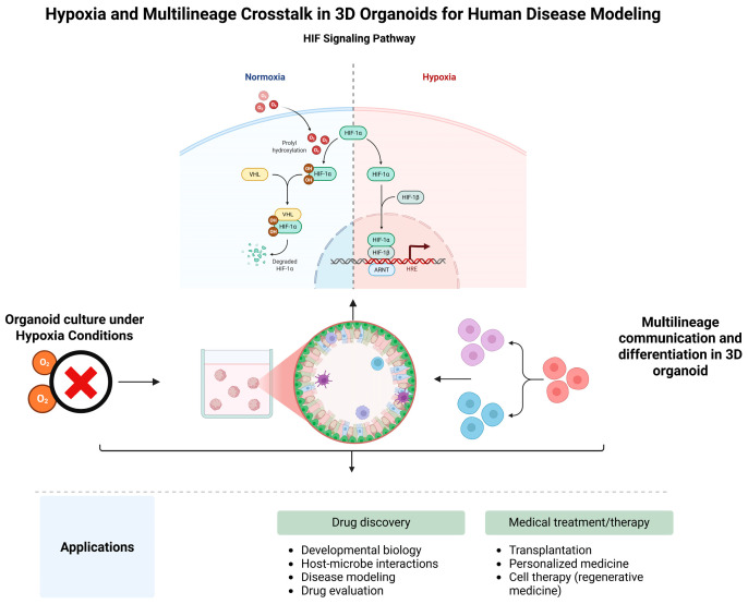 Hypoxia and Multilineage Communication in 3D Organoids for Human Disease Modeling.
