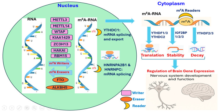 m<sup>6</sup>A RNA Methylation in Psychiatric Disorders: An Emerging Epitranscriptomic Axis.