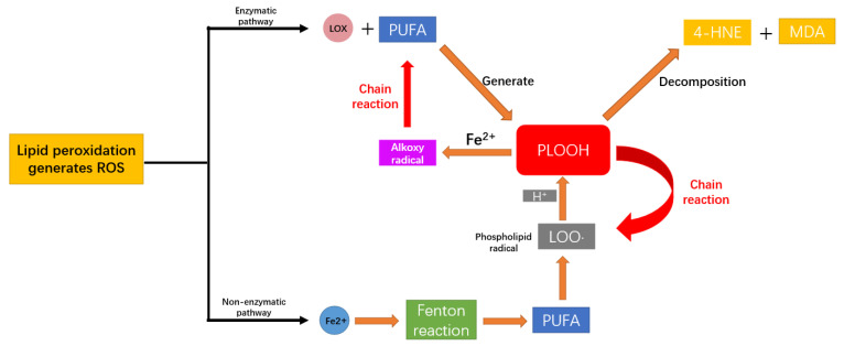 Rebuilding Mitochondrial Homeostasis and Inhibiting Ferroptosis: Therapeutic Mechanisms and Prospects for Spinal Cord Injury.