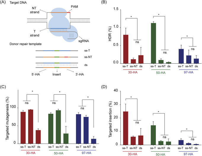 Single-stranded DNA (ssDNA) donor repair templates and CRISPR/Cas9 enable a high-frequency of targeted insertions in potato.
