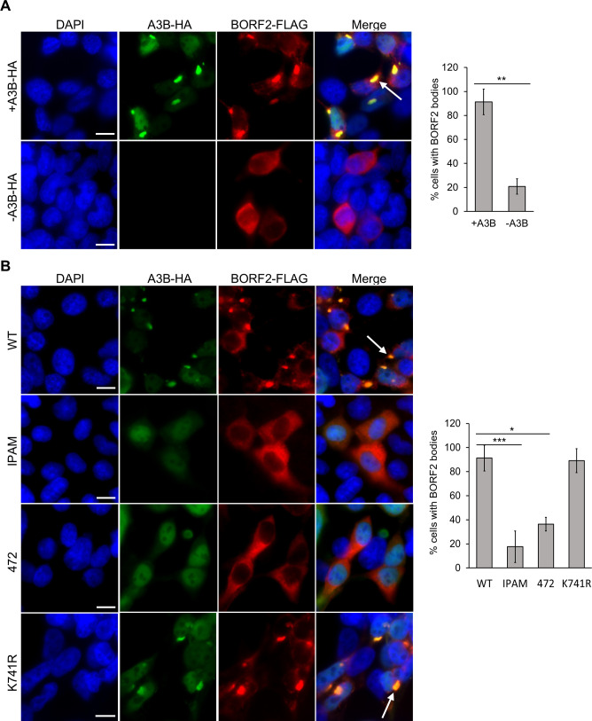 Identification of Epstein-Barr virus BORF2 sequences required for APOBEC3B relocalization.
