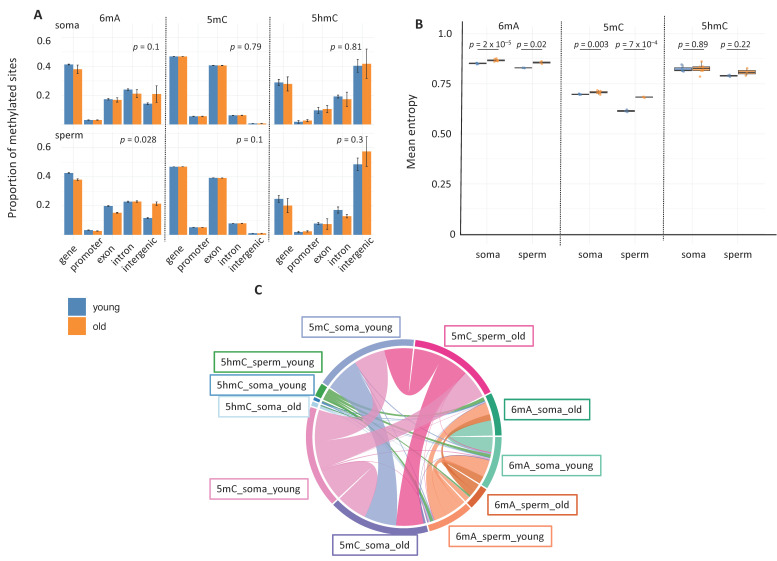 Comparative Mapping of N6-Methyladenine, C5-Methylcytosine, and C5-Hydroxymethylcytosine in a Single Species Reveals Constitutive, Somatic- and Germline-Specific, and Age-Related Genomic Context Distributions and Biological Functions.