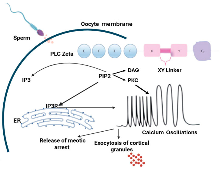 Effect of Sperm DNA Fragmentation and Chromatin Decondensation on PLCζ Efficacy in Infertile Patients.