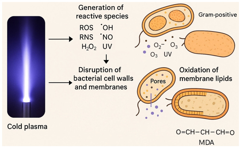 Cold Plasma as a Revolutionary Antimicrobial Modality: A Multifaceted Weapon Against Antibiotic Resistance.