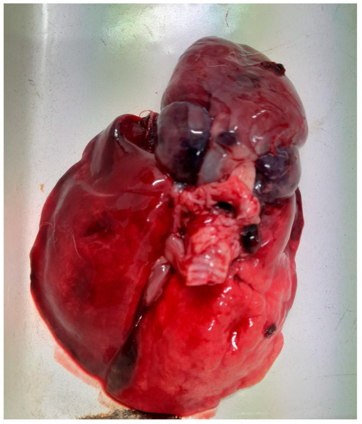 Multidrug-Resistant <i>Escherichia coli</i> Associated with Respiratory and Systemic Infection in a Domestic Rabbit in Romania: First Confirmed Case.