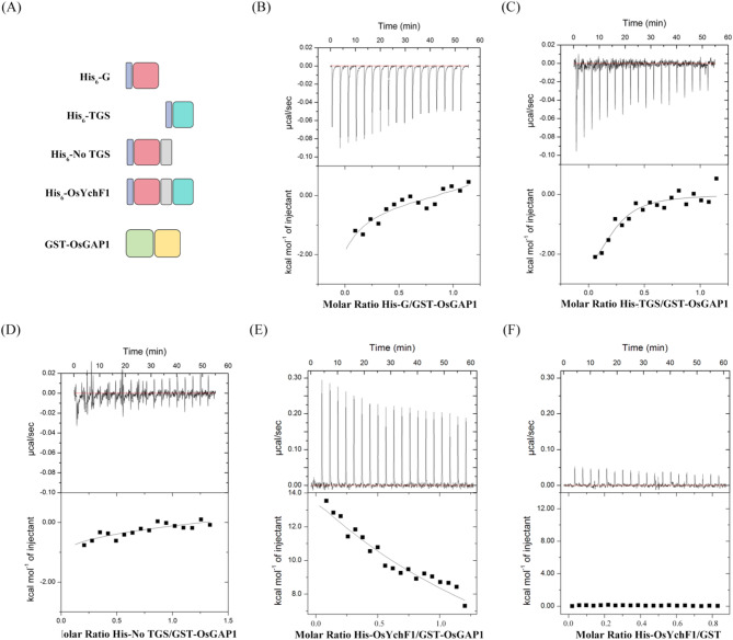 From biophysical interaction to structural modeling: bi-terminal G and TGS domains drive rice OsYchF1-OsGAP1 complex formation.