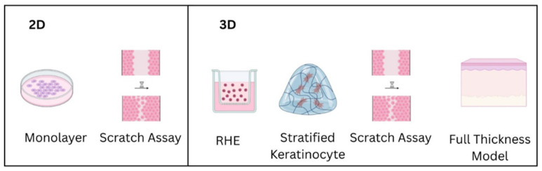 Biological Models for Evaluating Hydrogel-Based Formulations in Wound Healing.