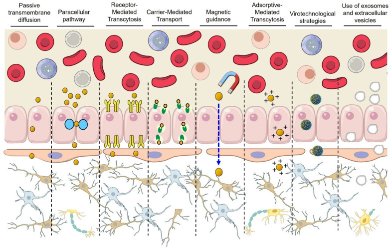 Cracking the Blood-Brain Barrier Code: Rational Nanomaterial Design for Next-Generation Neurological Therapies.